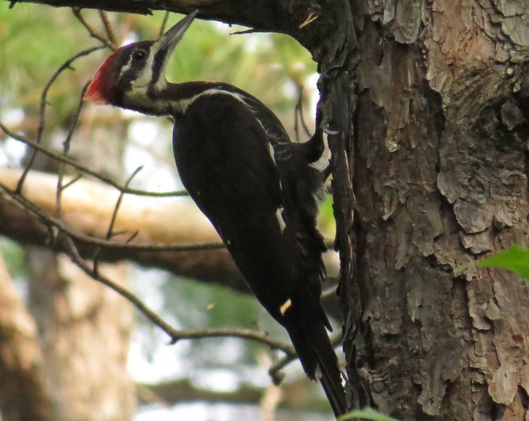 pileated5