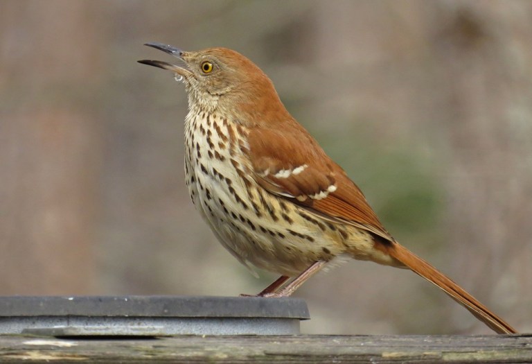 Brown Thrasher taking advantage of the heated water dish.