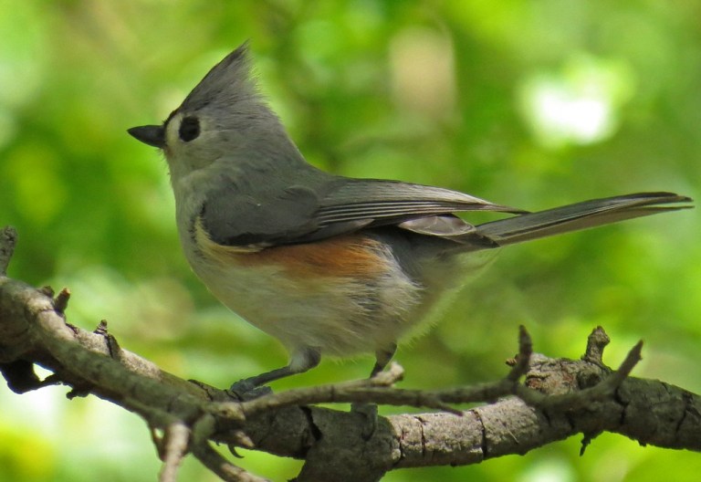 Tufted Titmouse - number two.  I couldn't decide which picture I liked better. 