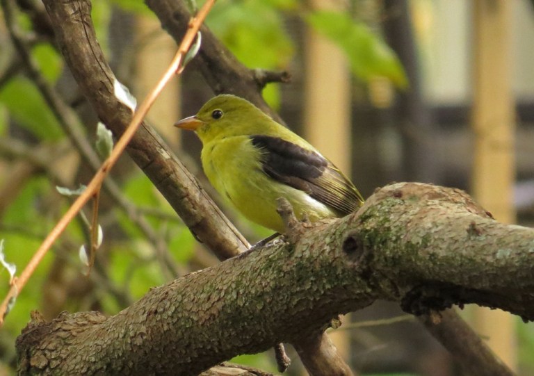 tanager5