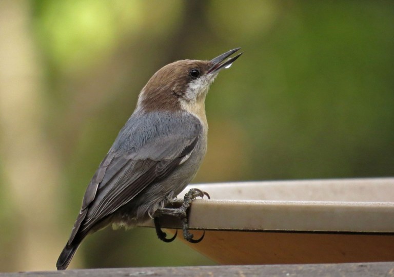 September - Brown-headed Nuthatch