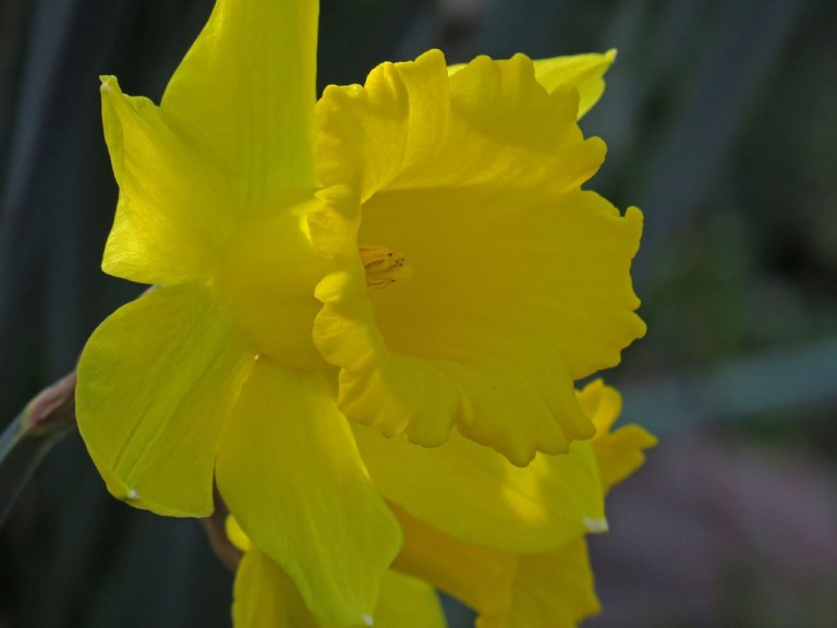 daffodil3
