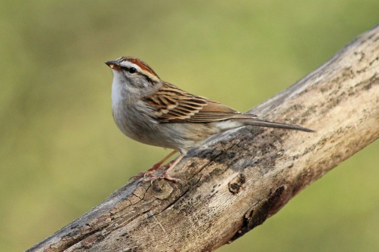 sparrow1