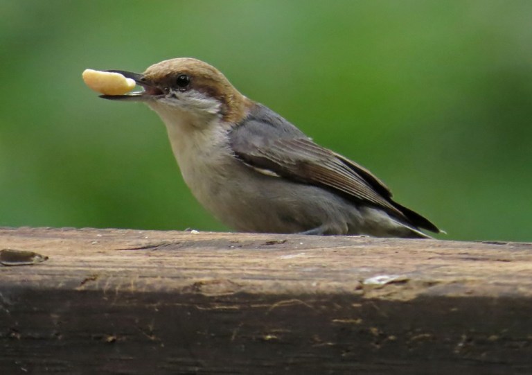 Brown-headed Nuthatch enjoying a peanut.