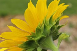 sunflower6