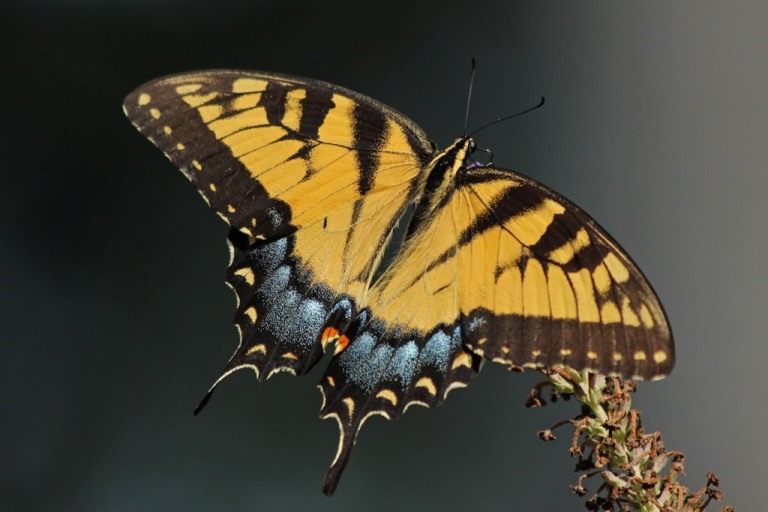 femaleswallowtail